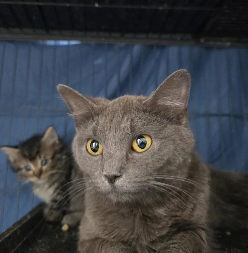 An adult medium-sized female Domestic Short Hair cat named Storm for adoption in Dickson, TN