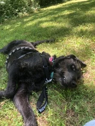 An adult large-sized male Terrier dog named River for adoption in Washington, DC