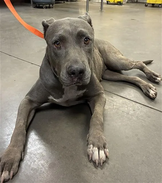 An adult large-sized female Pit Bull Terrier dog named Chorus for adoption in Phoenix, AZ