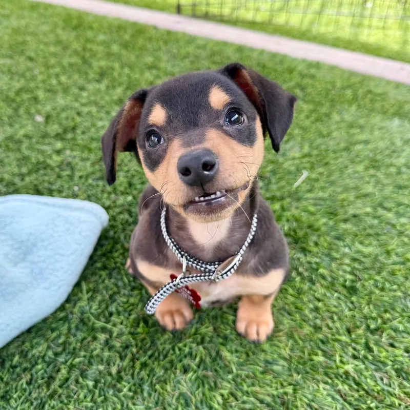 A baby small-sized male Brown / Chocolate Miniature Pinscher dog named Hershey for adoption in Agoura Hills, CA