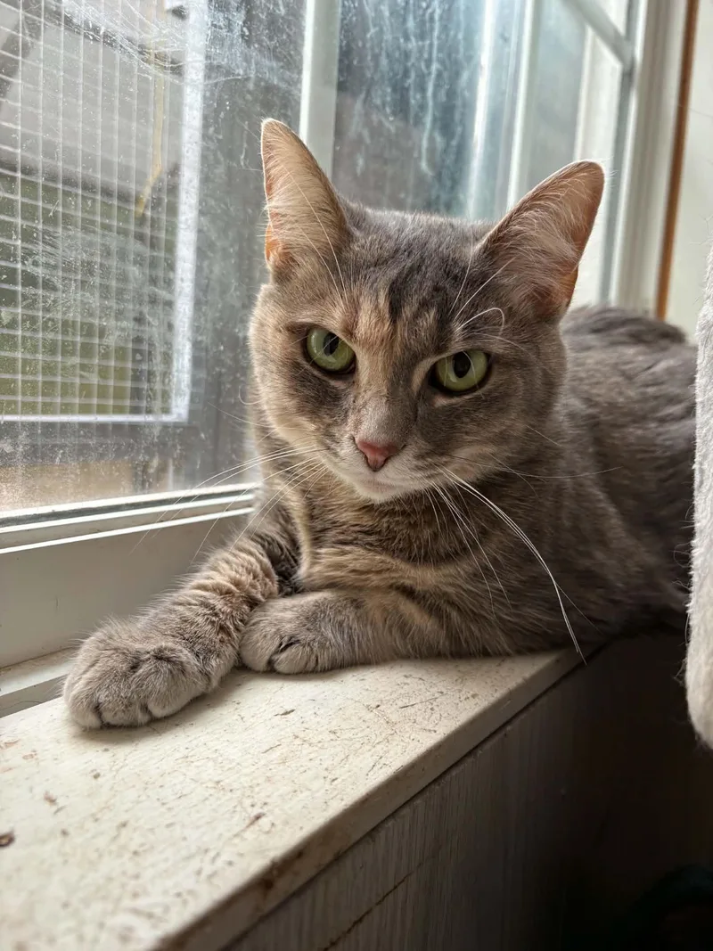 An adult medium-sized female Dilute Calico Domestic Short Hair cat named Bluey for adoption in Ona, WV
