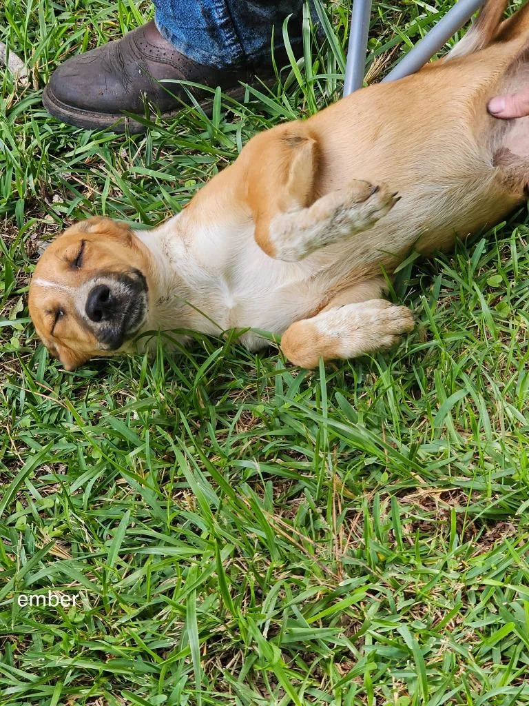 A baby medium-sized female Mixed Breed dog named Ember for adoption in Fond Du Lac, WI