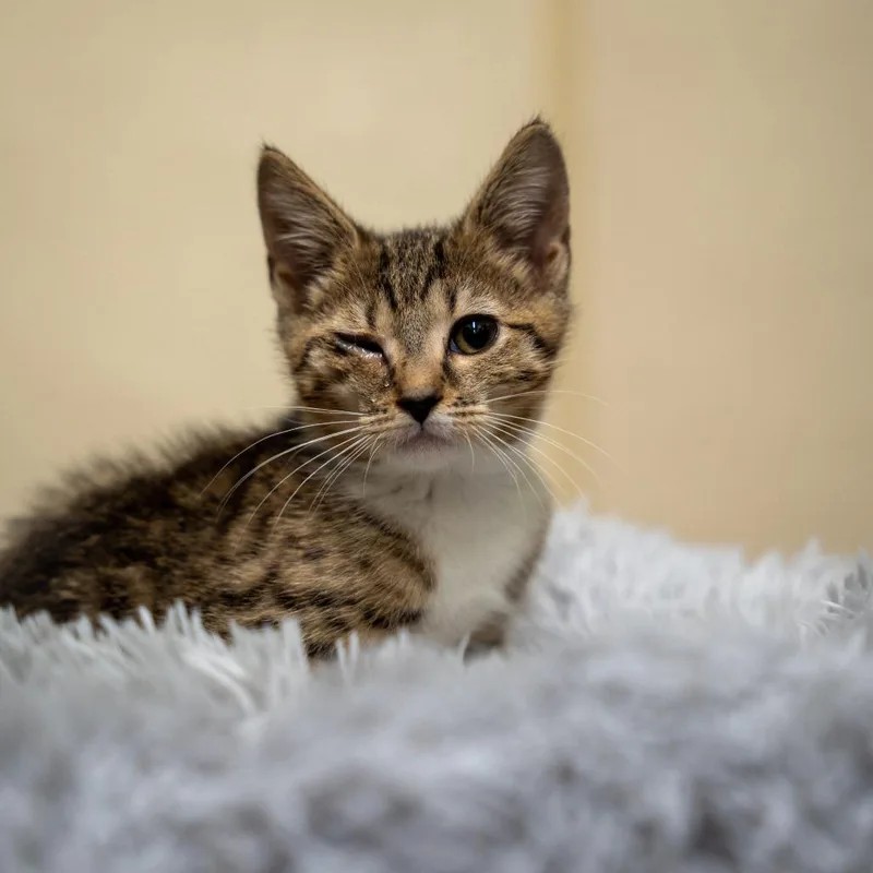 A baby small-sized female Black Domestic Short Hair cat named Grace Lilly for adoption in Gainesville, GA