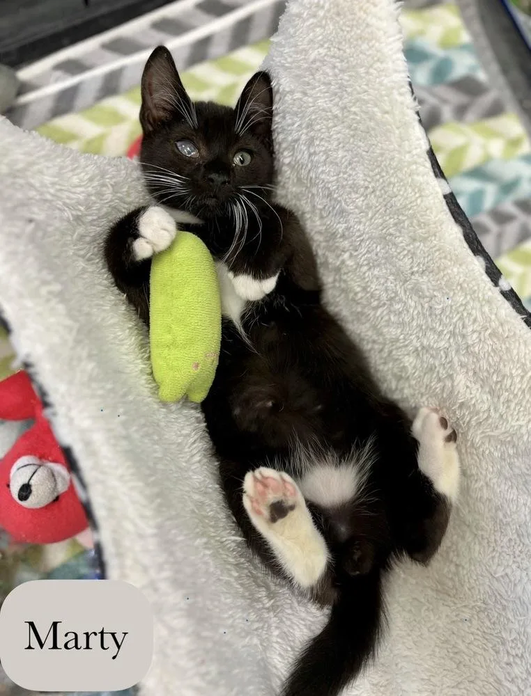 A baby small-sized male Black & White / Tuxedo Domestic Short Hair cat named Marty for adoption in Chalfont, PA