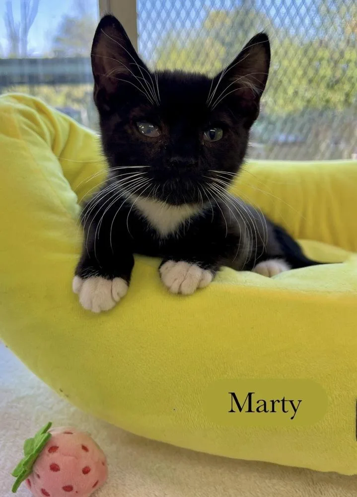 Marty thumbnail 2