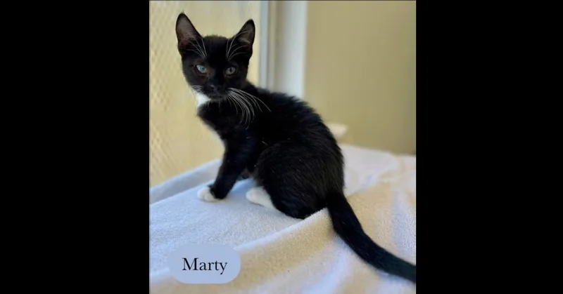 Marty thumbnail 3
