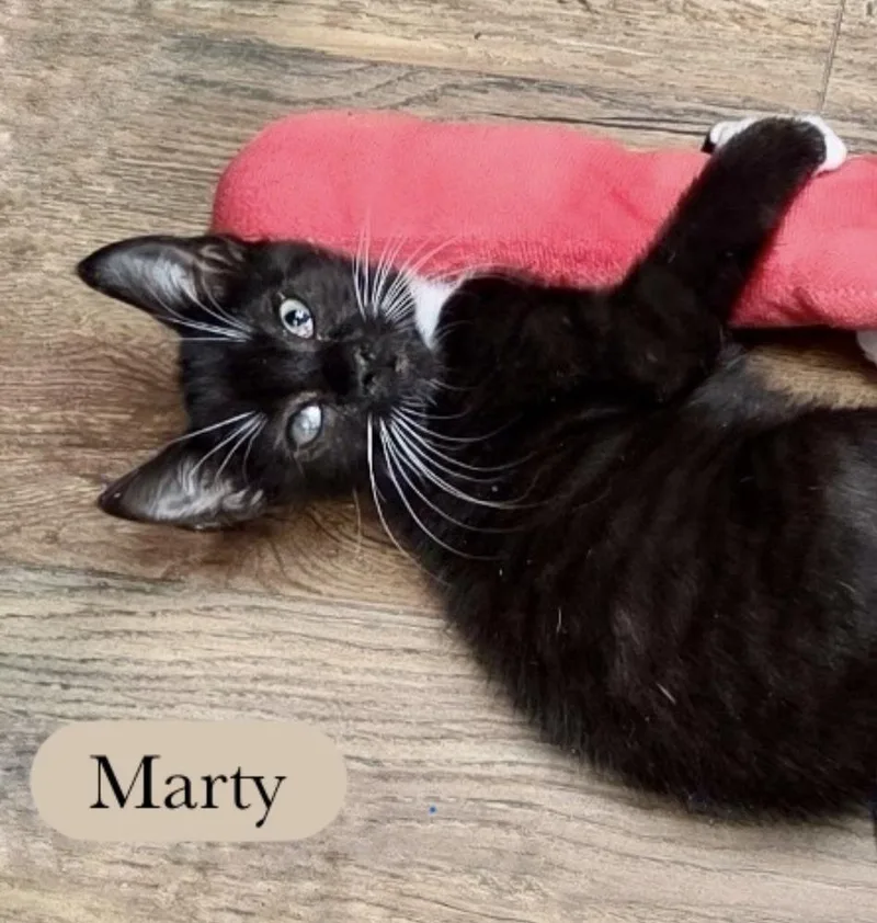 Marty thumbnail 4