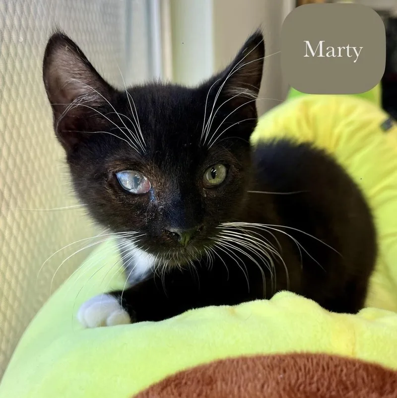 Marty thumbnail 5