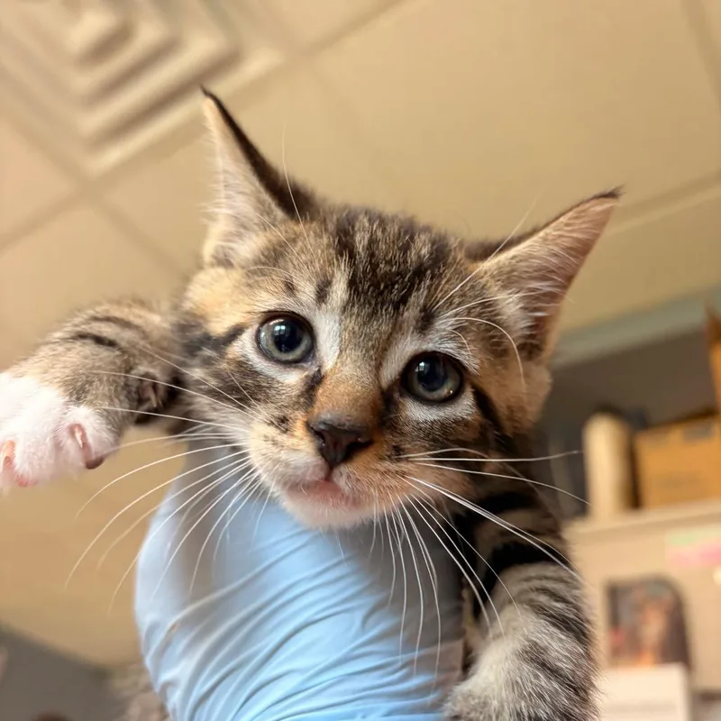 A baby small-sized male White Domestic Short Hair cat named Enoki for adoption in Easton, PA