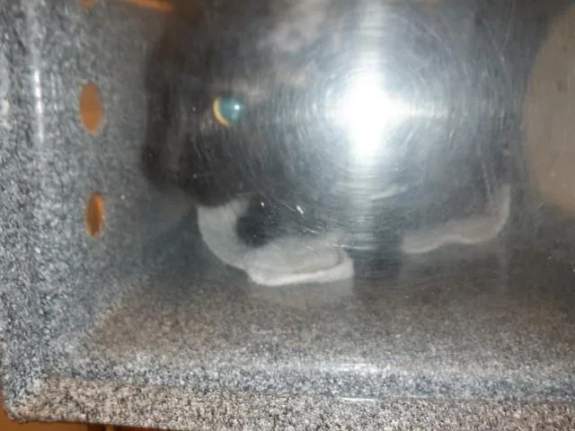 A young medium-sized female Domestic Short Hair cat named Luna Perez for adoption in San Jose, CA
