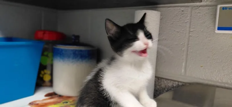 A baby small-sized male Domestic Short Hair cat named Jett for adoption in Henderson, NC