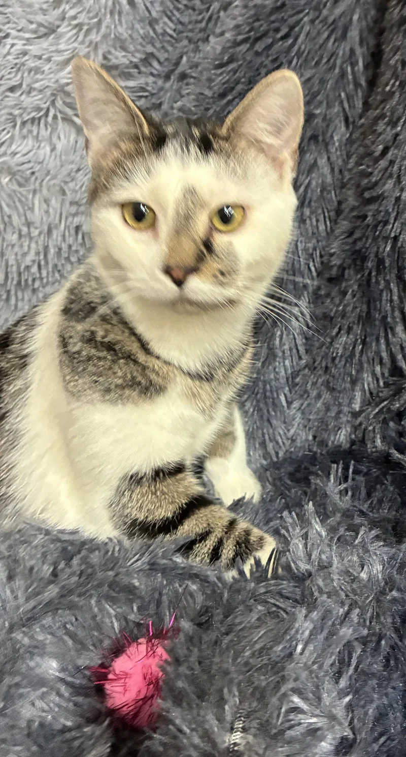A baby small-sized female Domestic Short Hair cat named Morning for adoption in Forest Lake, MN