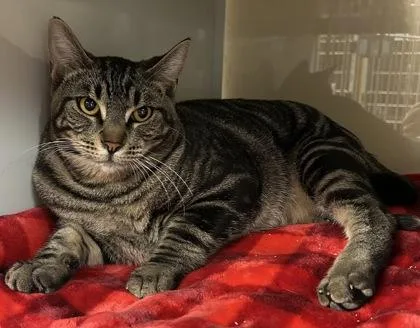 An adult small-sized male Domestic Short Hair cat named Mushu for adoption in Phoenix, AZ