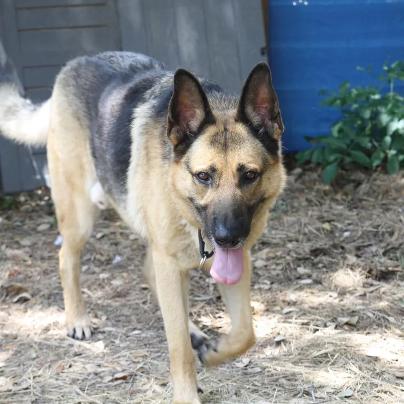 An adult large-sized male Yellow / Tan / Blond / Fawn Mixed Breed dog named Rambo for adoption in Houston, TX