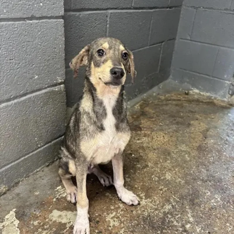 A baby medium-sized male Dachshund dog named Smallish Bear for adoption in Austin, TX