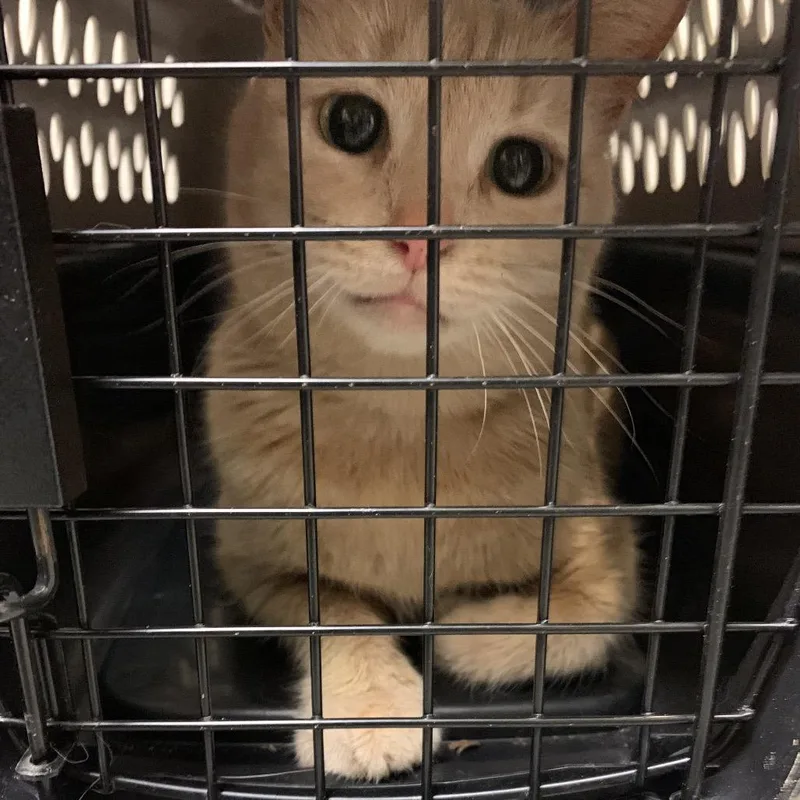 An adult medium-sized female Buff / Tan / Fawn Domestic Short Hair cat named Glenda for adoption in Charlottesville, VA