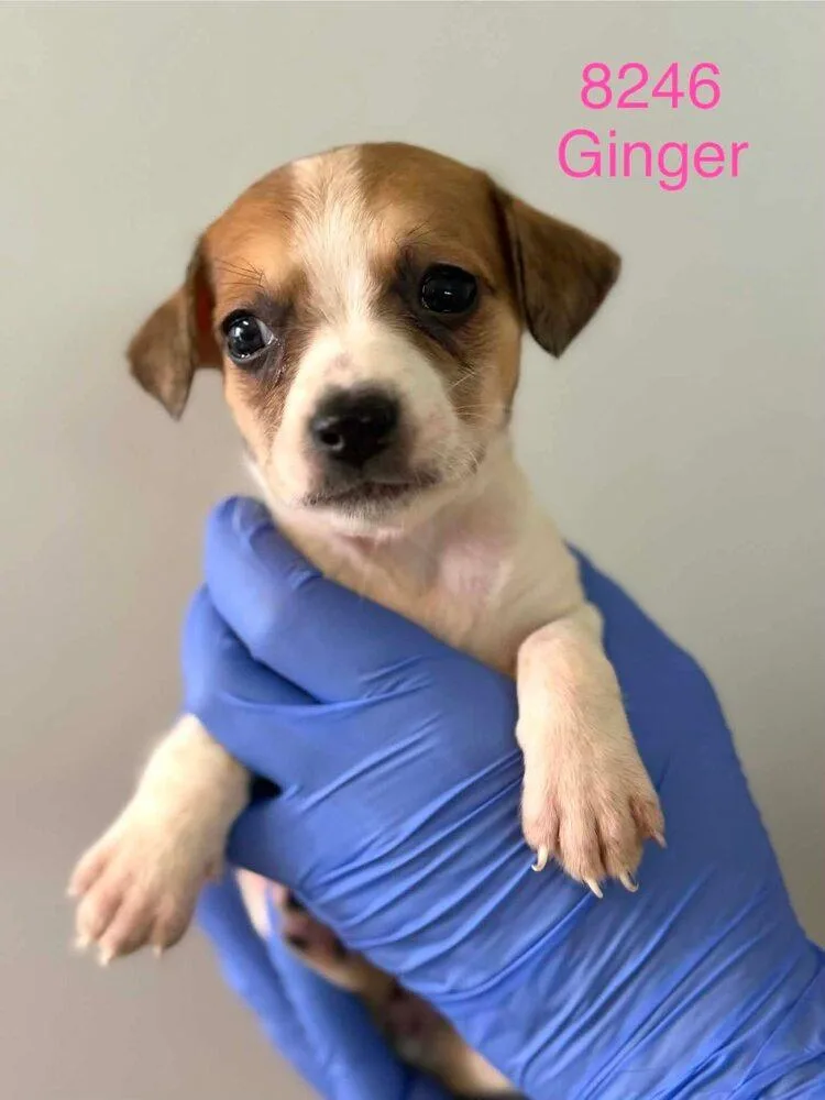 A baby medium-sized female Beagle dog named Ginger for adoption in New York, NY
