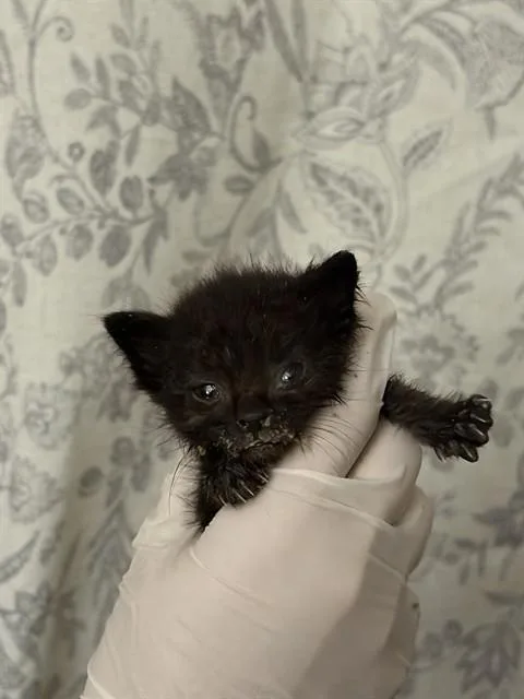 A baby small-sized male Domestic Short Hair cat named Bean for adoption in Riverside, CA