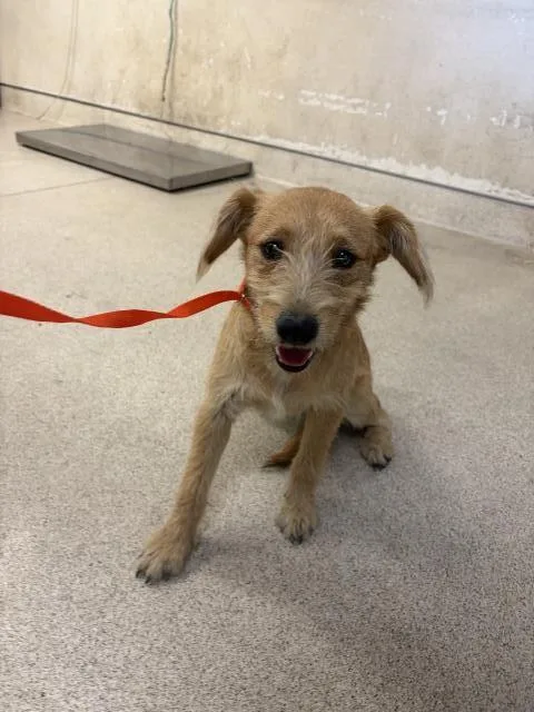 A young medium-sized female Terrier dog named Pasta for adoption in Riverside, CA