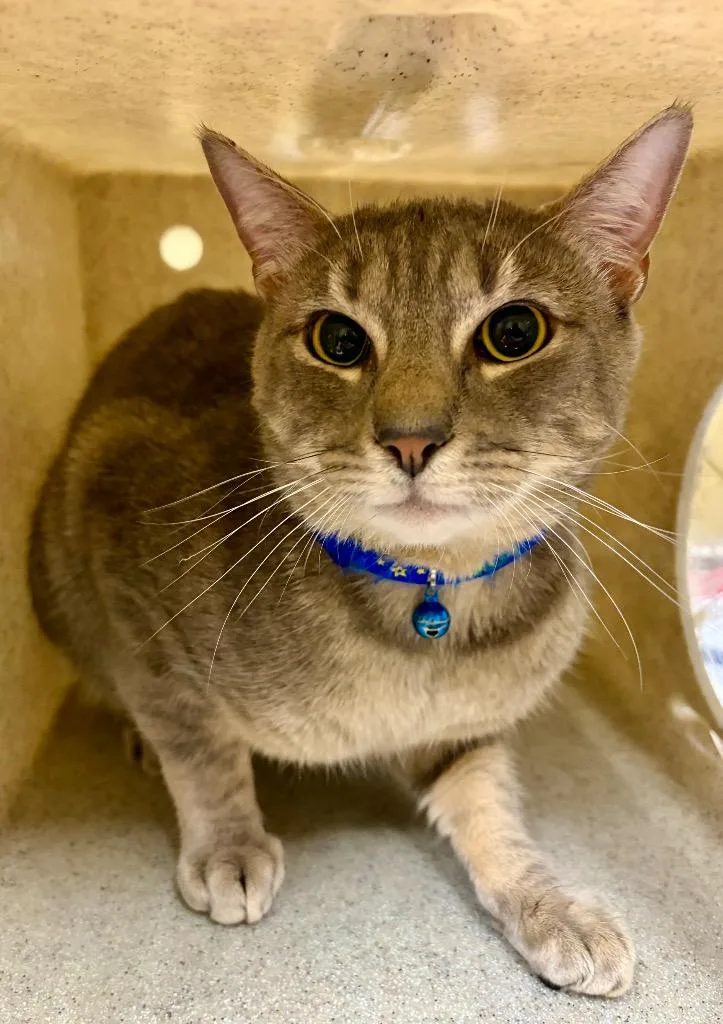 An adult large-sized male Domestic Short Hair cat named Polaris Toles for adoption in Douglasville, GA