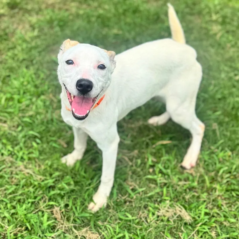 A young medium-sized female White / Cream Mixed Breed dog named Magnolia for adoption in Brownsboro, AL