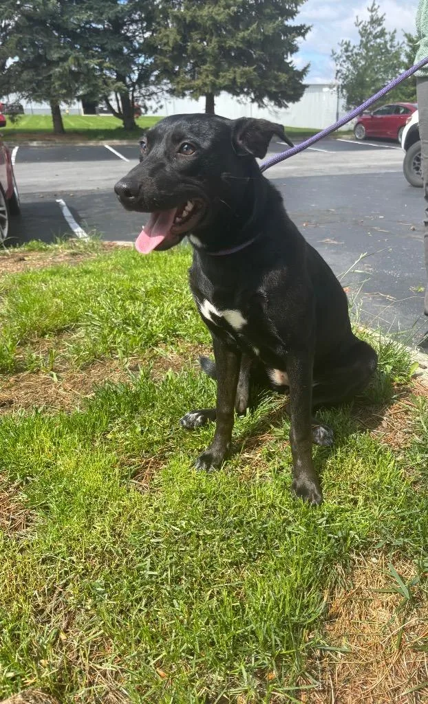 A young medium-sized female Hound dog named Violet for adoption in Findlay, OH