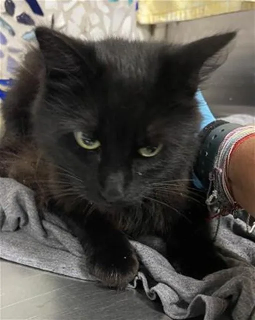 A young medium-sized female Domestic Long Hair cat named Primrose for adoption in Pensacola, FL