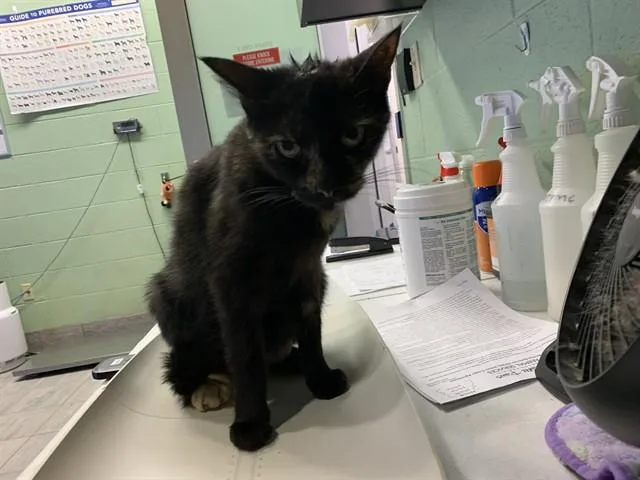 An adult large-sized female Domestic Short Hair cat named Sapphire for adoption in Grand Prairie, TX