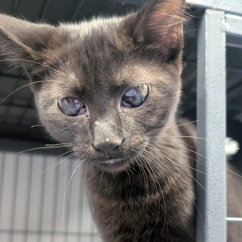 A young medium-sized female Black Domestic Short Hair cat named Nilla for adoption in Watertown, NY