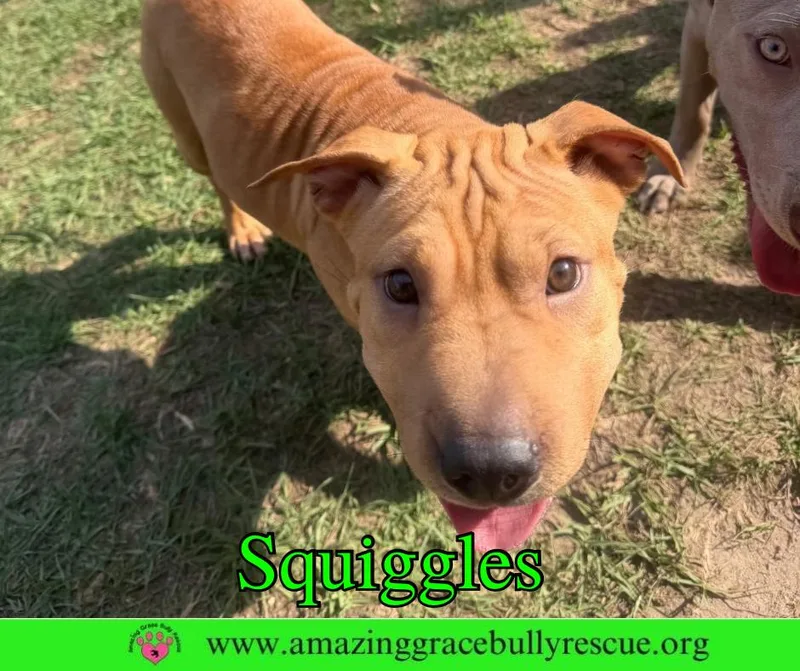 A young medium-sized female Shar-Pei dog named Squiggles for adoption in Pensacola, FL