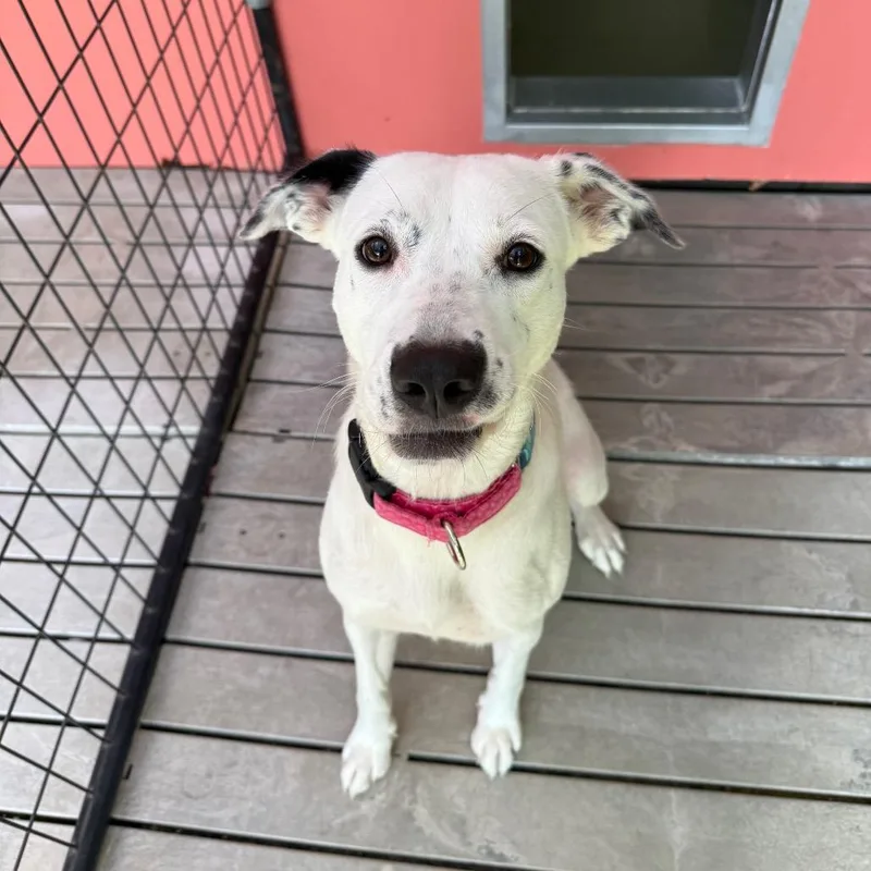 An adult medium-sized female Mixed Breed dog named Milan for adoption in Bradenton, FL