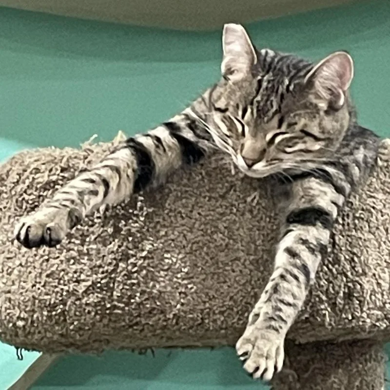 Timothy Catlamet thumbnail 2