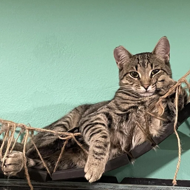 Timothy Catlamet thumbnail 3