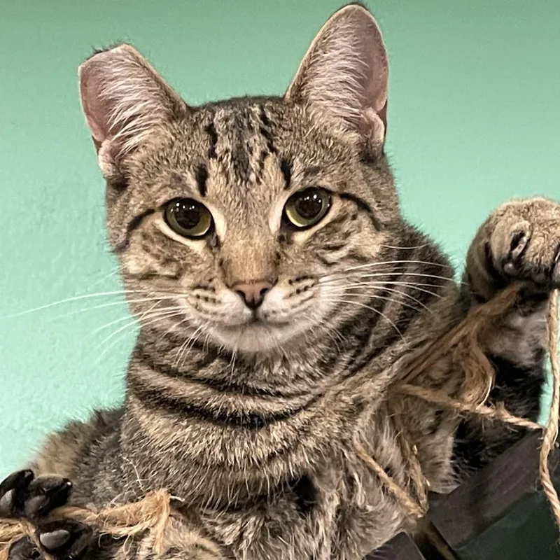 Timothy Catlamet thumbnail 4