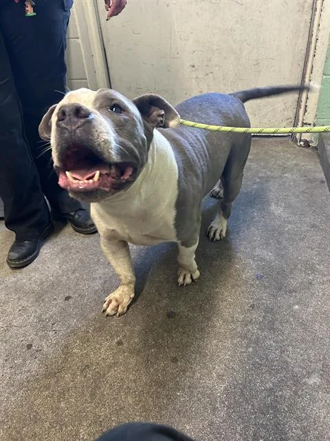 An adult medium-sized male Pit Bull Terrier dog named Shortie for adoption in Sacramento, CA