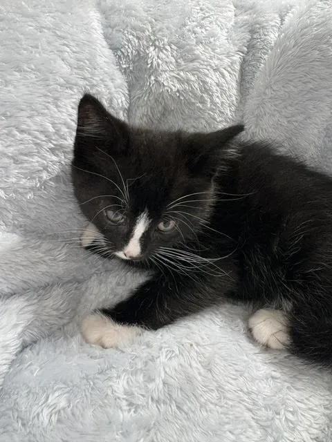 A baby medium-sized male Black & White / Tuxedo Tuxedo cat named Cornelius for adoption in Santa Cruz, CA