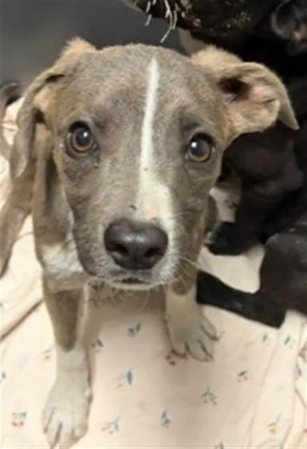 A baby medium-sized female White / Cream Pit Bull Terrier dog named Peanut  Urgent for adoption in Thousand Oaks, CA