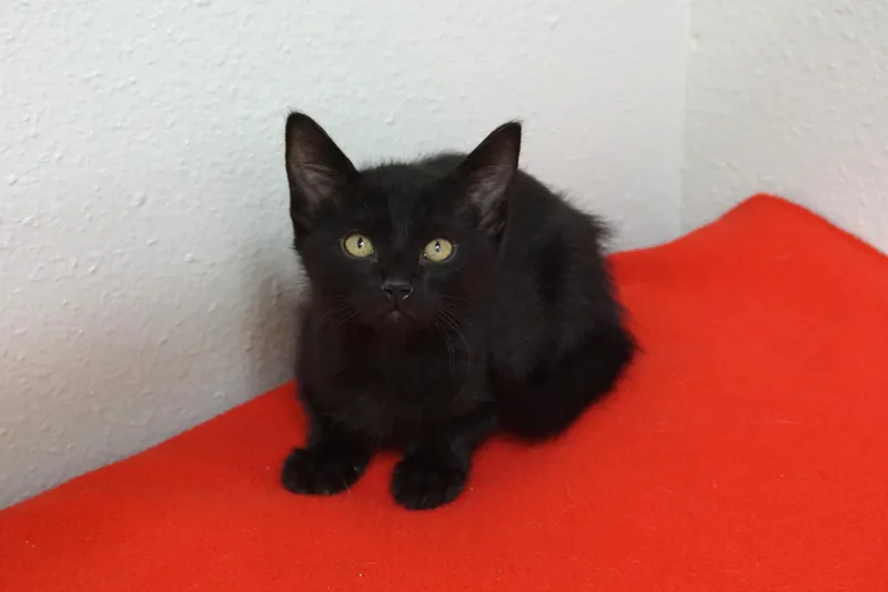 A baby small-sized male Domestic Short Hair cat named Thin Mint for adoption in Fountain Hills, AZ