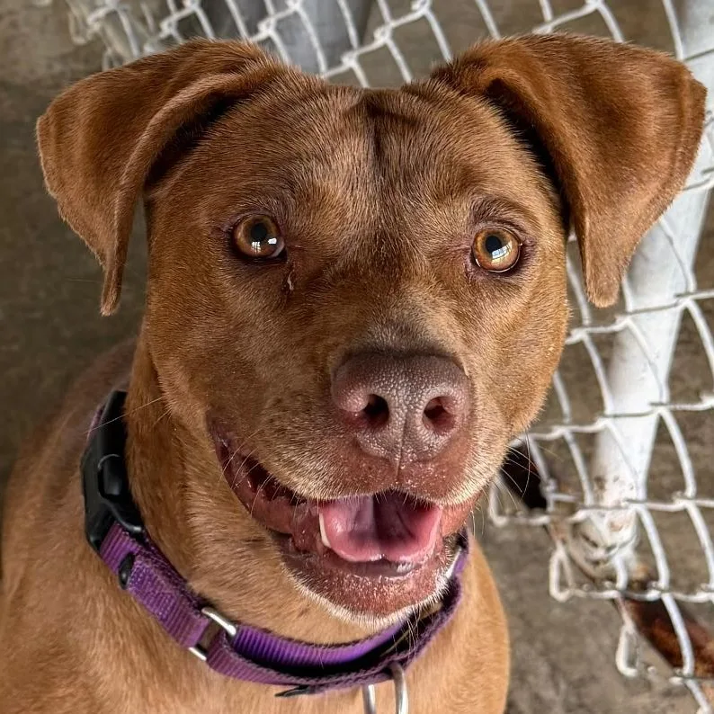 A young medium-sized male Brown / Chocolate Mixed Breed dog named Hazel for adoption in Spencer, IN