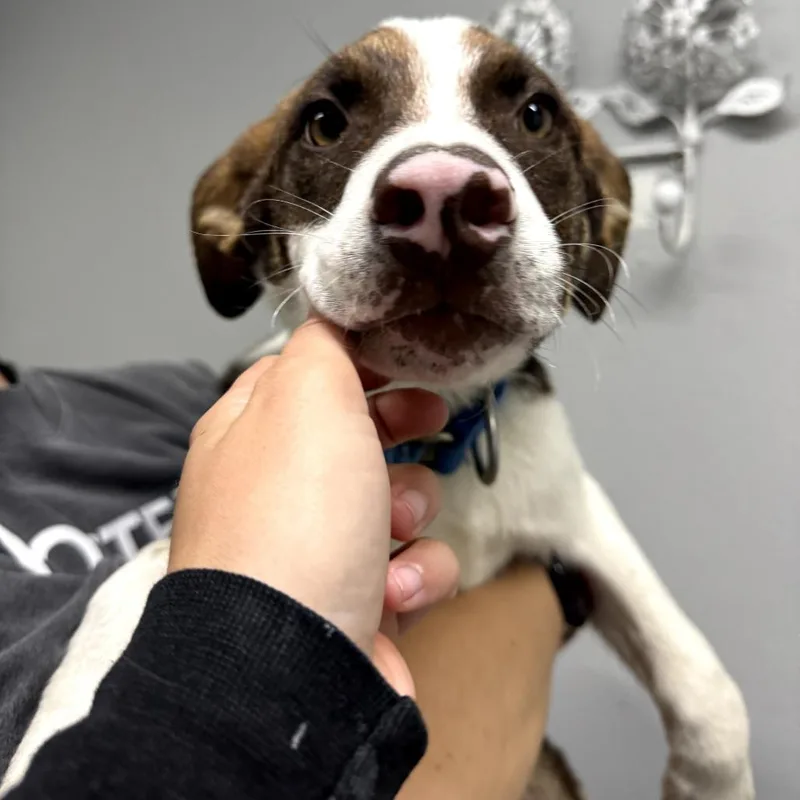 A baby medium-sized male White / Cream Mixed Breed dog named Frisbee for adoption in Tacoma, WA