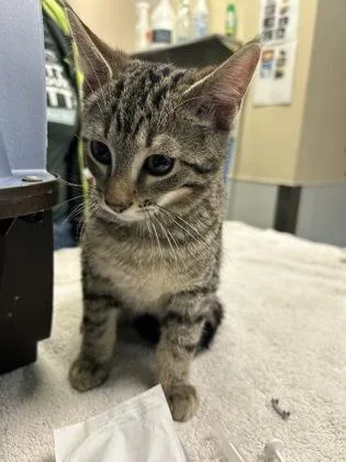 A young medium-sized male Domestic Short Hair cat named Valentine for adoption in Kansas City, MO