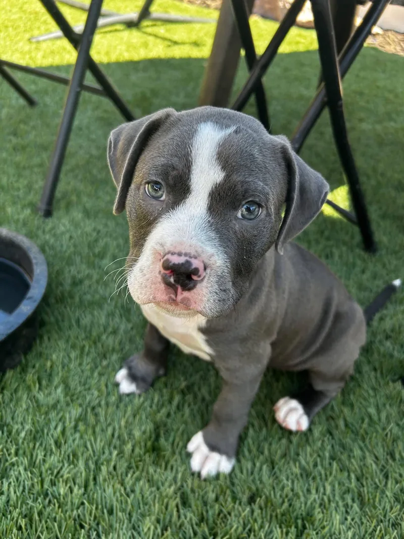 A baby medium-sized male American Staffordshire Terrier dog named JP  aka John for adoption in San Diego, CA