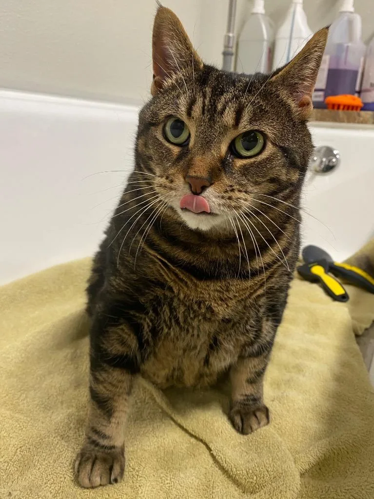 A senior medium-sized female Domestic Short Hair cat named Una for adoption in Fall River, MA