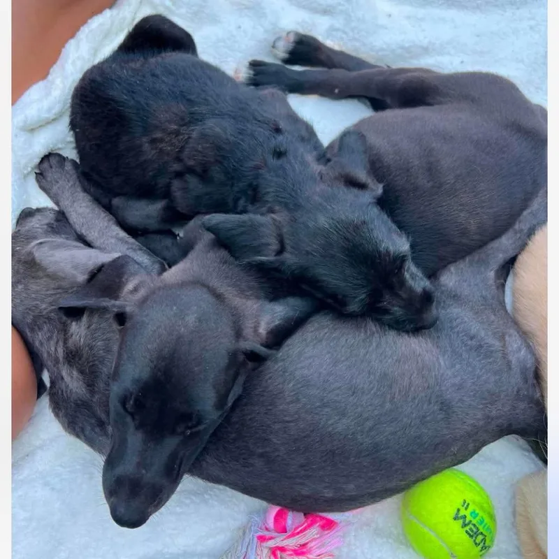 A baby medium-sized male Black Irish Wolfhound dog named Bogo for adoption in Brainerd, MN