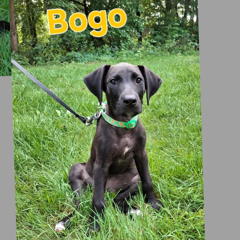 Bogo thumbnail 4