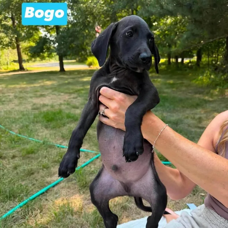 Bogo thumbnail 5