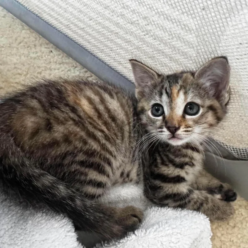 A baby small-sized female Torbie Domestic Short Hair cat named Nanook for adoption in Hedgesville, WV