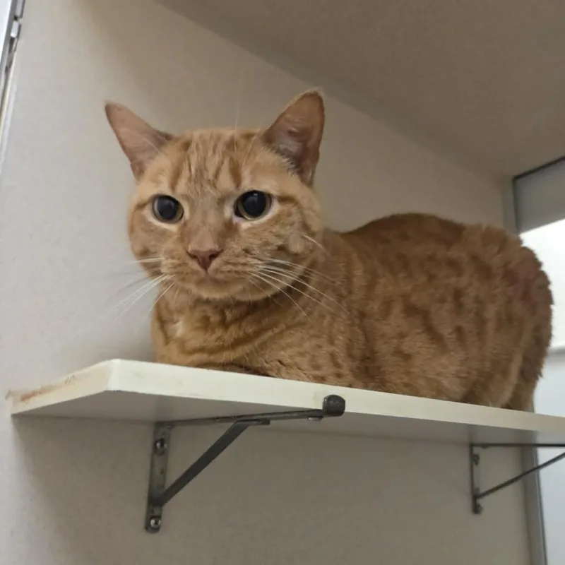 A senior large-sized female Orange / Red Domestic Short Hair cat named Addison for adoption in Ballston Spa, NY