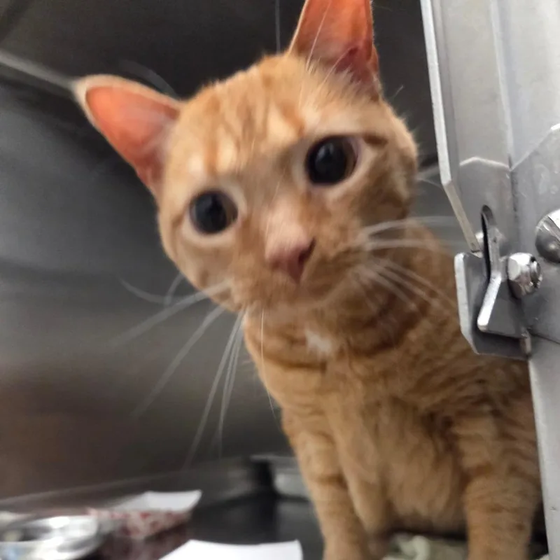 Addison thumbnail 2