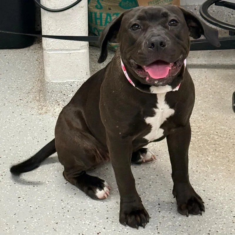 A young medium-sized female Black Cane Corso dog named Lemon for adoption in Indianapolis, IN